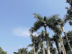 -深圳仙湖植物园-停车场