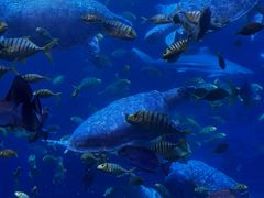 -太平洋海底世界