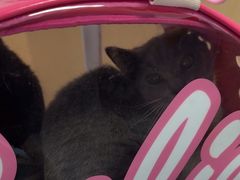 -宠颐生猫科·内科皮肤科(西平世纪城店)