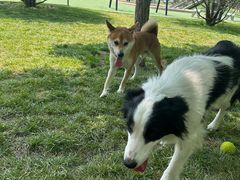 -爪吧宠物乐园 (温榆河示范区店)