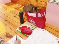 -喵屿·大理花园猫咖