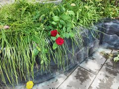 -丽泽山庄·生态怀柔菜·虹鳟鱼(红螺寺店)