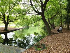 -上海共青森林公园