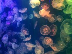 -成都浩海立方海洋公园