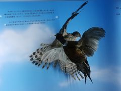 -重庆自然博物馆(新馆)