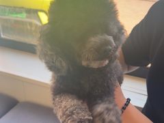 -瑞派宠物医院·犬猫全科·猫友好(宾水西道店)