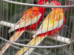 -南宫五洲植物乐园