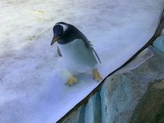 -芜湖新华联大白鲸海洋公园