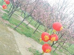 -天适樱花悠乐园