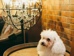 -more than meow吴止猫主题餐厅(承德 中船汇店)