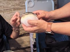 -肆月河豚·新淮扬(金融街店)