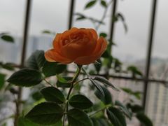 -萨莉亚意式餐厅(深圳北站店)