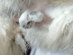 -芭比堂动物医院广州顽皮分院
