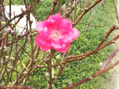 -南国桃园旅游度假区