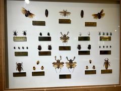 -上海昆虫博物馆