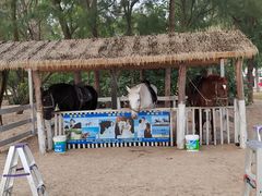 -玫瑰海岸文化旅游度假区