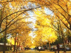 -三里屯东五街银杏大道