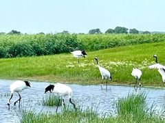 -黑龙江扎龙生态旅游区