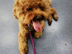 -爱侣宠医·鹦鹉专科·小型哺乳类·异宠专科(灵石路店)