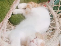 -猫在这儿猫咪咖啡馆·撸猫馆
