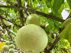 -中国天府农业博览园