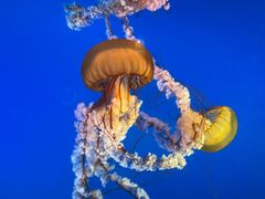 -太平洋海底世界