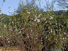 -南国桃园旅游度假区