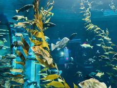 -瑞普利水族馆