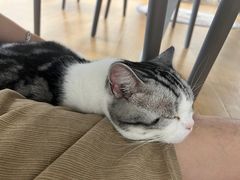 -有喵·猫咖·狗咖·30几只猫10只小狗(岗厦店)