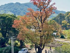 -塔川景区