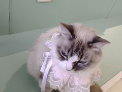 -怪兽屋·羊驼·猫咖·狗咖(俊华广场店)