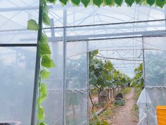 -马陆小张葡萄园农家乐