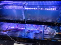 水产区-阿尔法海鲜排档(爱琴海店)