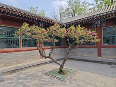 -荣国府