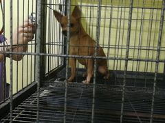 -瑞鹏宠物医院·爱宠堂·骨外专科(西荷分院)