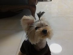 -翊宠yipet猫狗购宠庄园