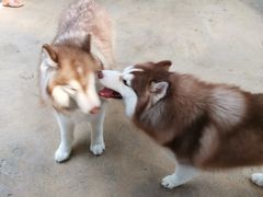-TrueLove @ Neverland (Husky Cafe)