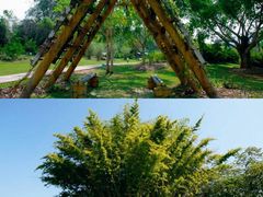 -中国科学院西双版纳热带植物园