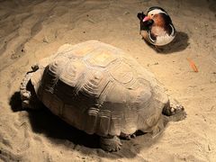 -绿色星球动物主题公园