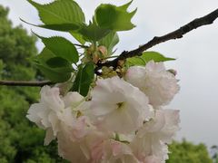 -南山植物园