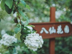 -上海共青森林公园