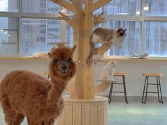 -Heymao猫咖.咖啡厅(东门店)