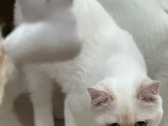 -小猫来了·猫舍(红山六九七九店)