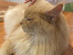 -猫小院猫主题餐厅(三里屯店)