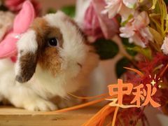 -宠物兔专门店(天丰利市场店)