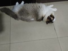 -宠颐生宠物医院·心肾内科·猫专科诊疗中心宠巢店