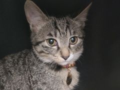 -瑞派康怡24h宠物医院·犬猫医疗中心·微创绝育(瑞景分院)
