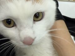 -纳吉亚猫专科动物诊疗中心(蒋宅口分院)