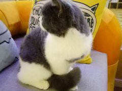 -70cat德文卷毛猫·缅因猫纯种猫舍