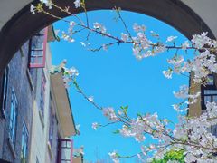 -武汉大学-樱园